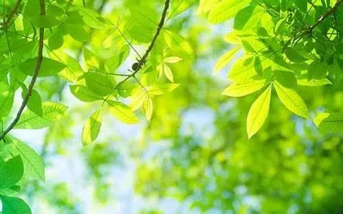 江上日语